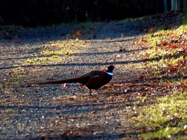 Pheasant5 crop Nov. 2022.jpg