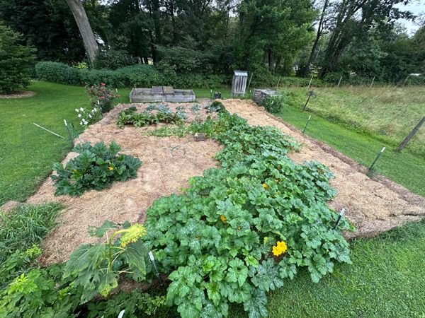 Small garden - finished crop August 2025.jpg