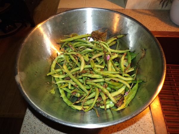 Green beans - last harvest crop August 2024.jpg