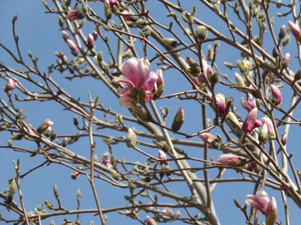 Magnolia - 1st flower crop April 2022.jpg