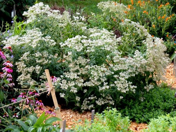 New Herb - Row 2, boneset crop August 2024.jpg