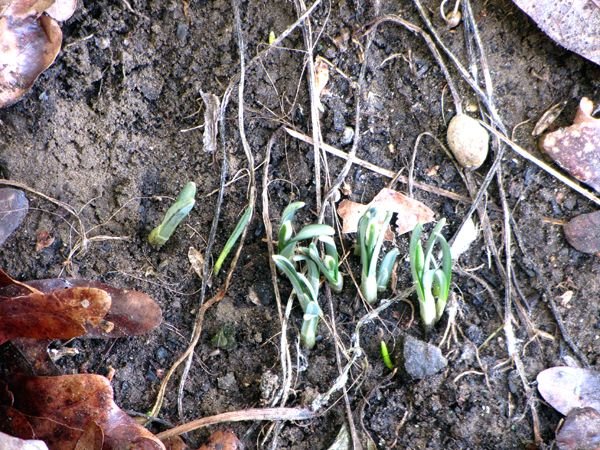 First snowdrops close-up crop Feb 2025.jpg