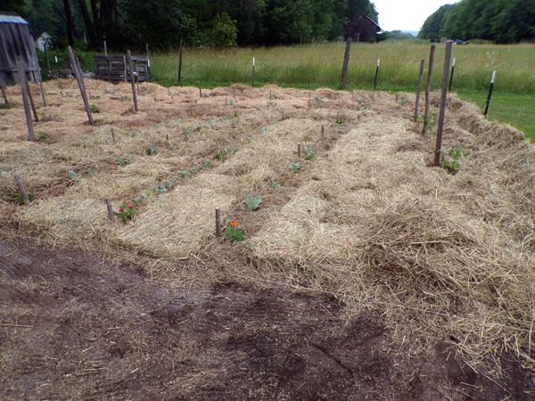 Small garden - mulching nearly done crop June 2023.jpg