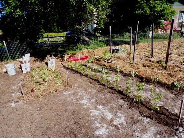 Big garden - celery, cauliflower, zinnias, mesclun crop June 2024.jpg