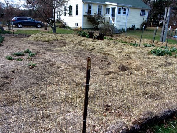 Big garden - as far as we got crop Nov 2024.jpg