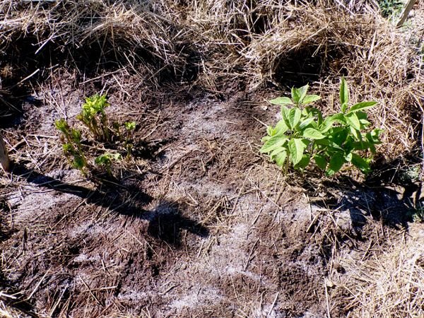 New Herb - Row 1, Joe Pye weed crop May 2024.jpg
