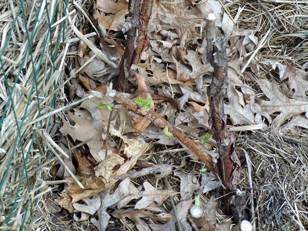 Anne raspberry - 1st leaves crop April 2022.jpg