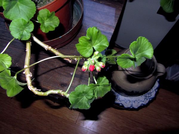 Big geranium flower buds crop Jan 2025.jpg