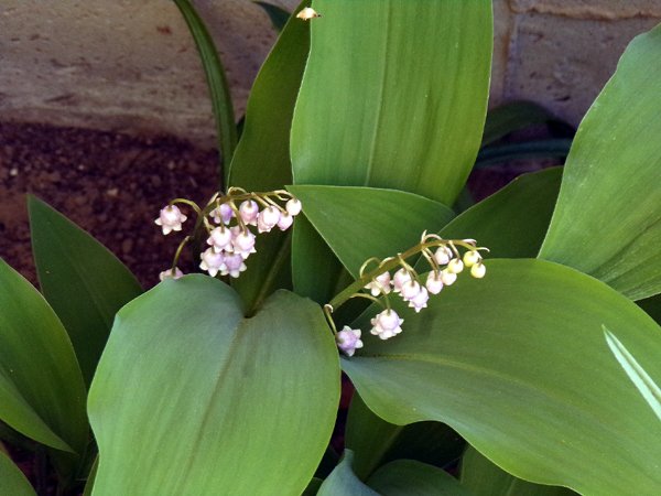 New West - pink lily of the valley crop May 2024.jpg
