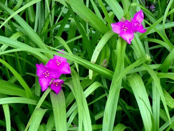 Azalea - hybrid spiderwort flowers crop May 2024.jpg