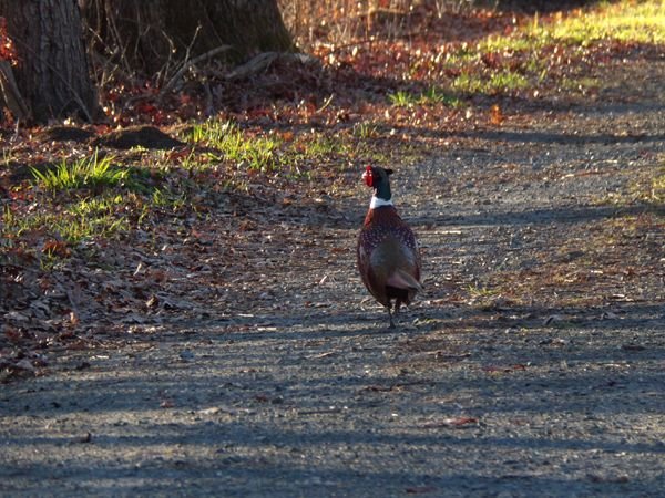 Pheasant1 crop Nov. 2022.jpg