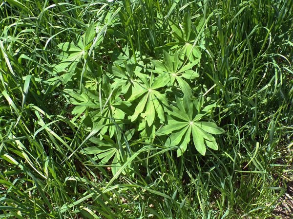 Wildflowers - lupine crop May 2021.jpg
