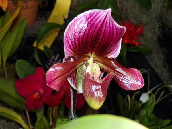 Orchid show18 crop Feb 2024.jpg