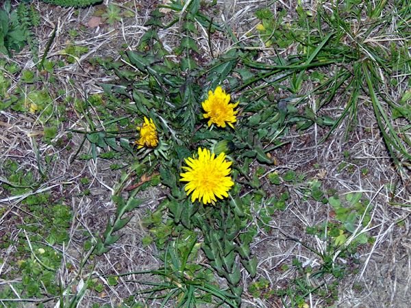 First dandelions crop April 2023.jpg