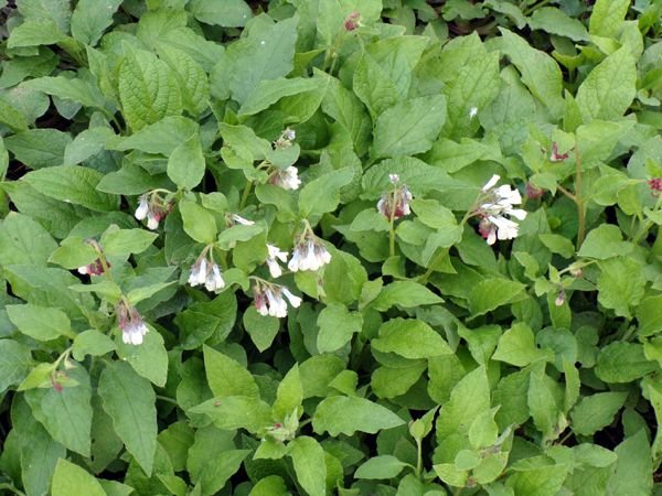 MacIntosh - dwarf comfrey flowers crop April 2023.jpg