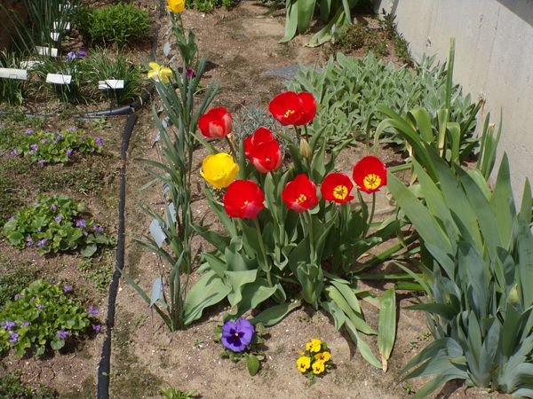 New West - pot tulips open crop April 2022.jpg