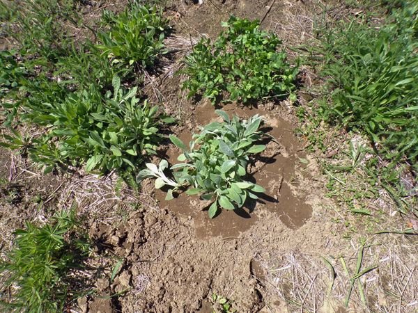 Wildflowers - lambs ear crop May 2021.jpg