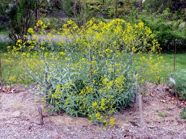 New Herb - Row 1, woad crop May 2024.jpg
