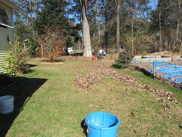 Phoebe cleaning up leaves crop Nov 2024.jpg