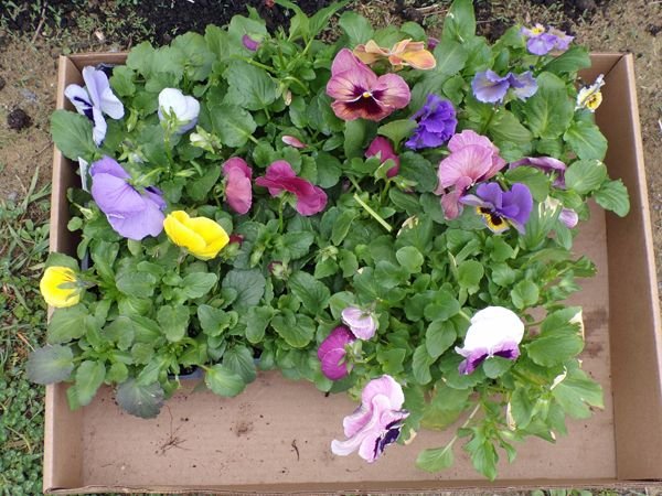 Pansies crop April 2021.jpg