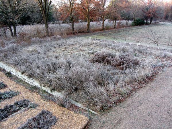 Wildflowers frosted crop Nov 2024.jpg