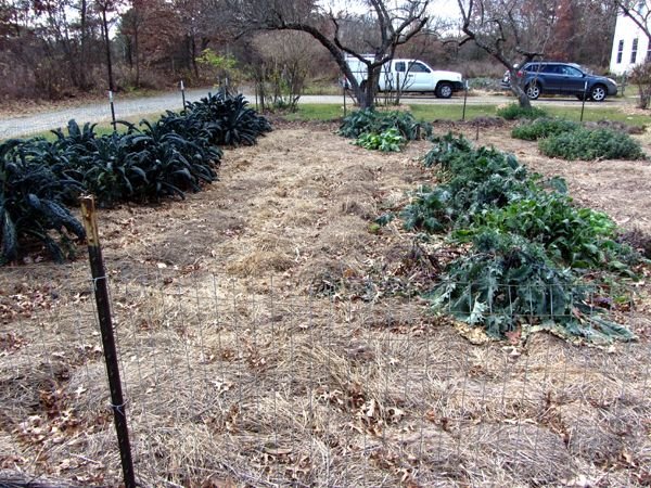 Big garden - what's left to do crop Nov 2024.jpg