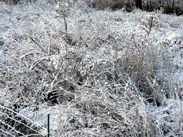 First snow3 crop Nov 2024.jpg