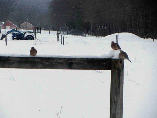 Mourning doves on swing crop Feb 2025.jpg