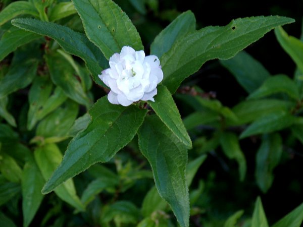 South Herb - white flower on flowering almond crop May 2024.jpg