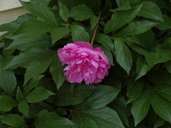 East Shed - peony, 1 flower crop June 2023.jpg