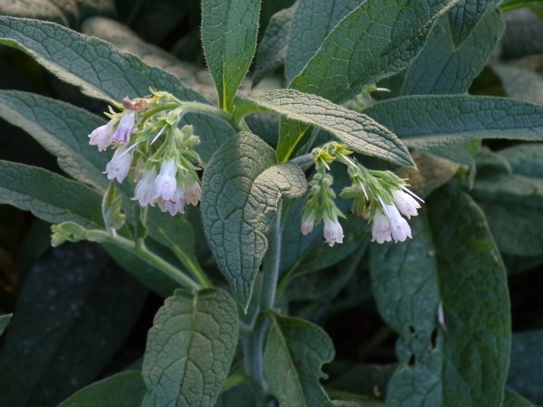 Little trees - comfrey flowers crop August 2022.jpg