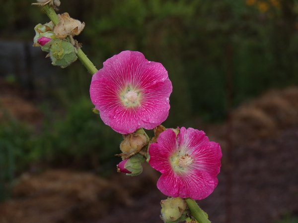 South - pink hollyhock crop August 2022.jpg