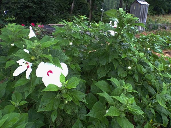 Hibiscus  - flowering crop August 2022.jpg