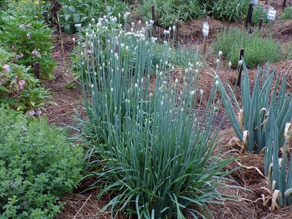 After the rain - New Herb, Row 7, garlic chives crop August 2022.jpg