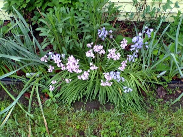 East Shed - pink wood hyacinth crop May 2024.jpg