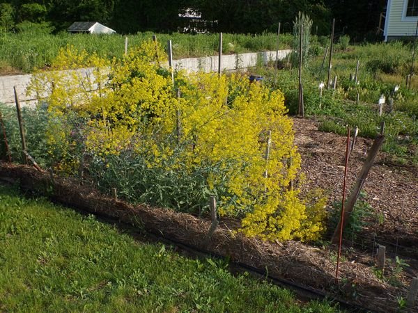 New Herb - Row 1, woad flowers crop May 2022.jpg