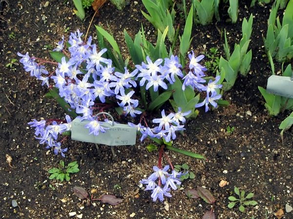 New South - 49.Chiondoxa flowers crop April 2025.jpg