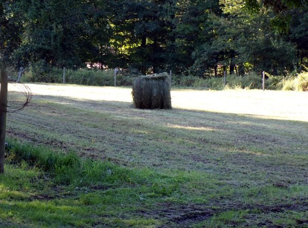 Front pasture - 1 bale crop Sept. 2023.jpg