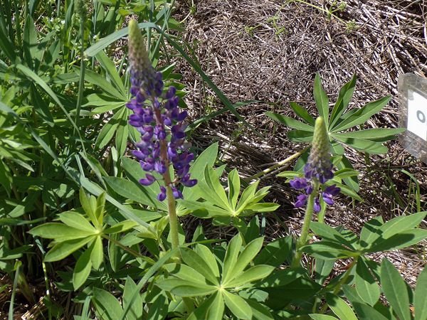 New Herb - Row 7, lupine flowers crop May 2022.jpg
