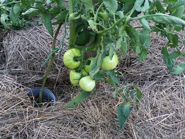 Tomatoes - eating crop August 2022.jpg