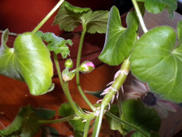 Geranium bud crop April 2024.jpg