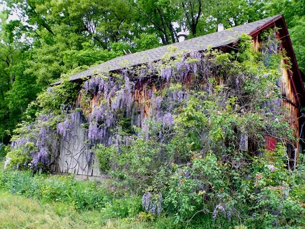 Lilacland - wisteria on barn crop May 2024.jpg