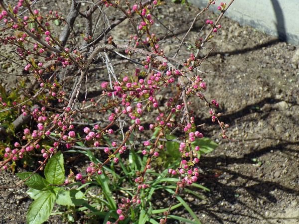 South Herb - west flowering almond buds crop April 2022.jpg