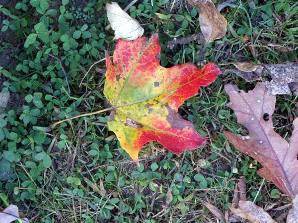 Maple leaf crop Oct 2024.jpg