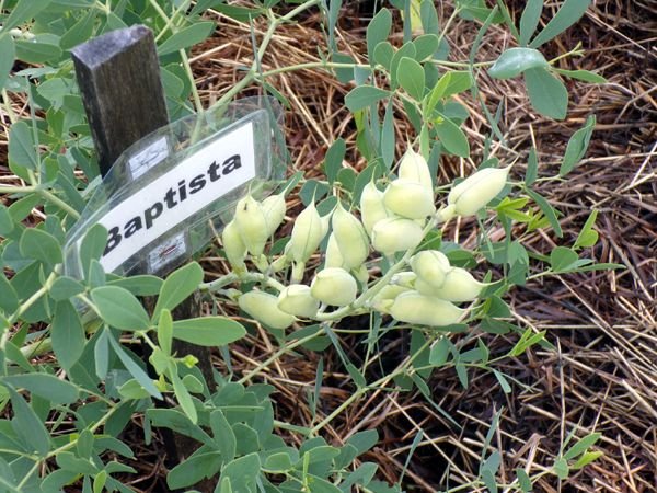 New Herb - Row 3, baptista pods crop June 2024.jpg