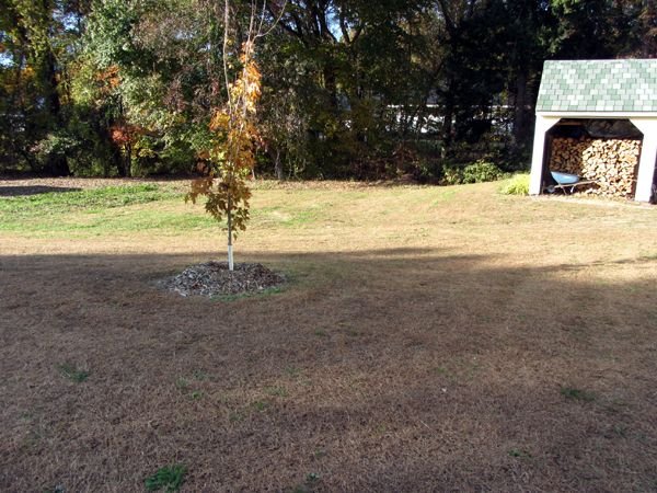 Little trees - maple, leaves up crop Oct 2024.jpg