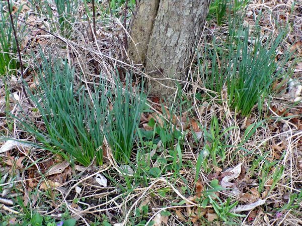 Crabapple - poet's eye narcissus crop April 2023.jpg