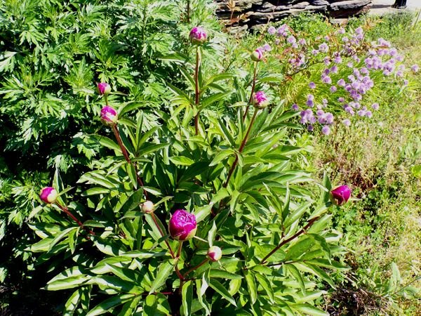 South Herb - peony buds crop May 2024.jpg
