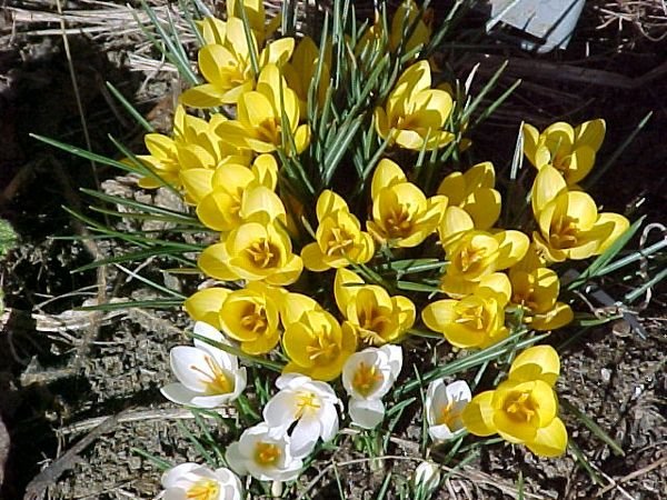 1.Snow.crocus.crop March.01.jpg