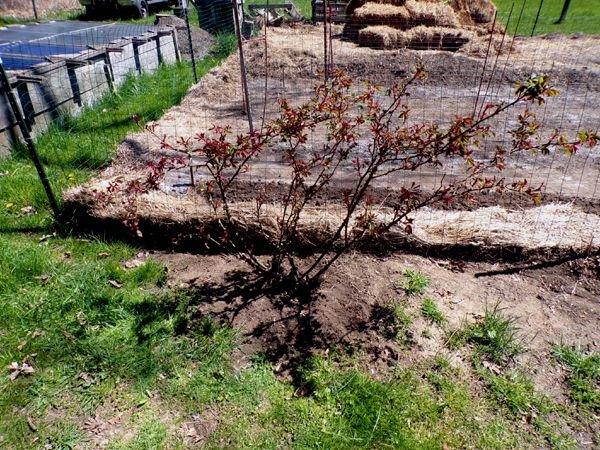 Big rose - pruned and weeded crop April 2024.jpg